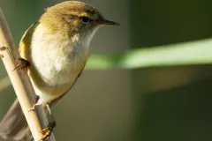 Nuevo mecanismo de información para evitar el tráfico ilegal de fauna y flora silvestre (Freepik)