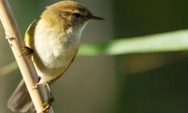 Nuevo mecanismo de información para evitar el tráfico ilegal de fauna y flora silvestre (Freepik)