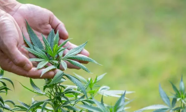 Reglamentan el uso industrial del cannabis medicinal en sus componentes no sicoactivos (Freepik)