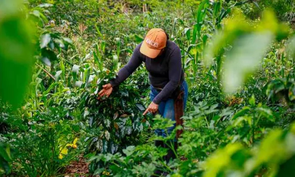 Gobierno firma decreto clave para la industrialización del campo (Presidencia)