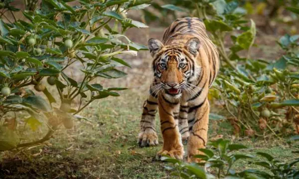 Ley promueve protección y conservación de fauna silvestre en zoológicos y acuarios (Freepik)