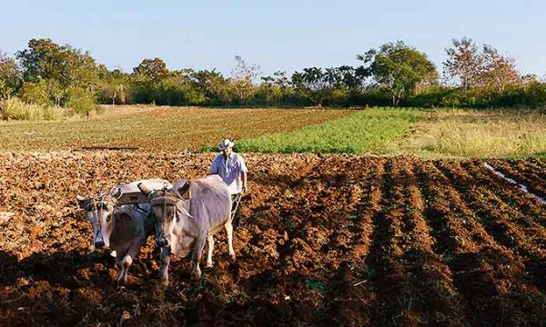 agricultura-cultivador-aradobig.jpg
