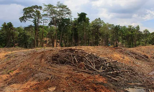 danoecologico-deforestacion-medioambienteshut1.jpg