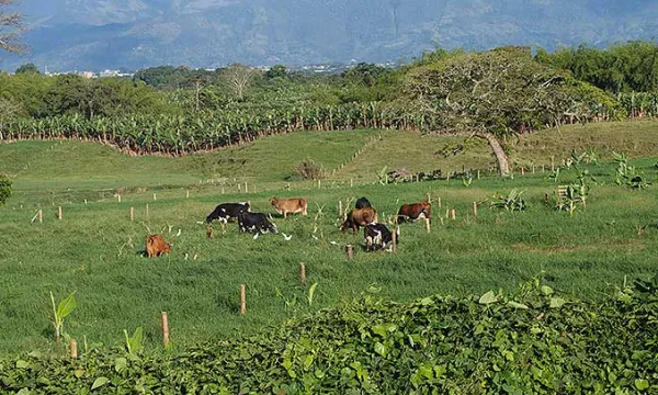 ganado-finca-terrenomac.jpg