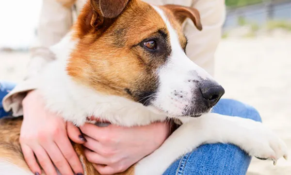 mascota-perrito-paseofreepik.jpg