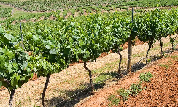 cultivos-campo-sembradosthink-1509241705.jpg