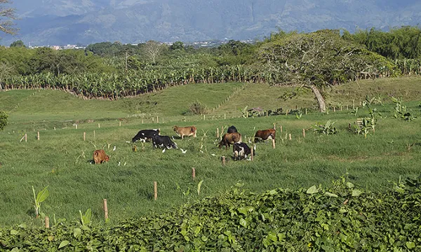 ganado-finca-terrenomac-1509241737.jpg