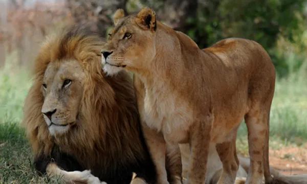 leones-selva-animalesbigstock-1509241717.jpg