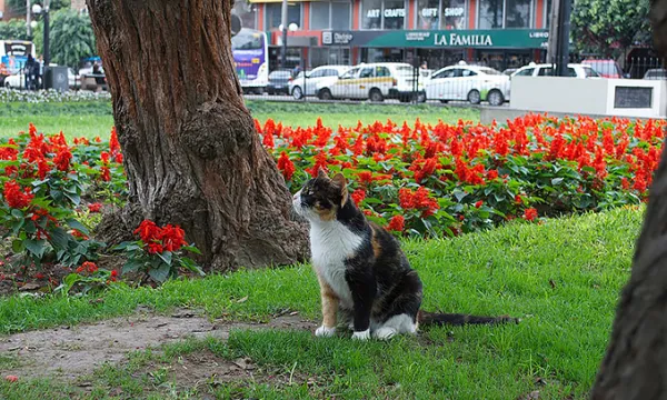 mascotas-animales-gatosmac-1509241735.jpg
