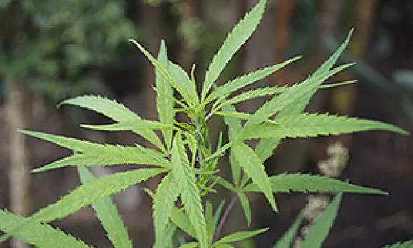 medi-151112marihuana1mac-1509242492.jpg