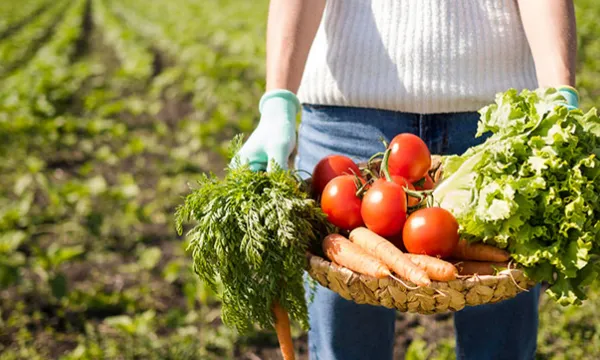 verdudas-campo-alimentofreepik.jpg