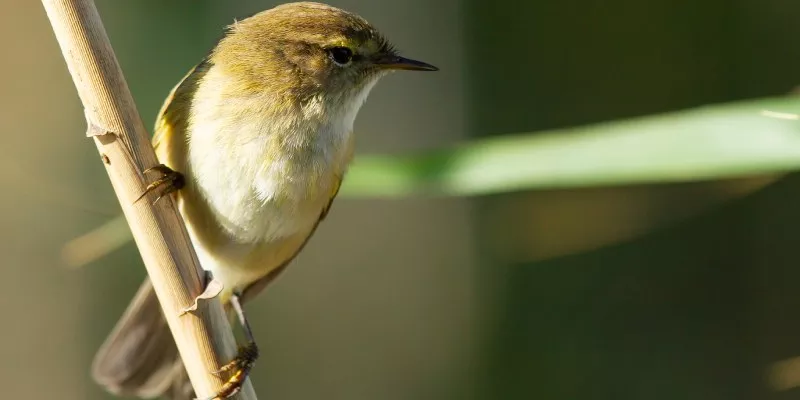 Nuevo mecanismo de información para evitar el tráfico ilegal de fauna y flora silvestre (Freepik)