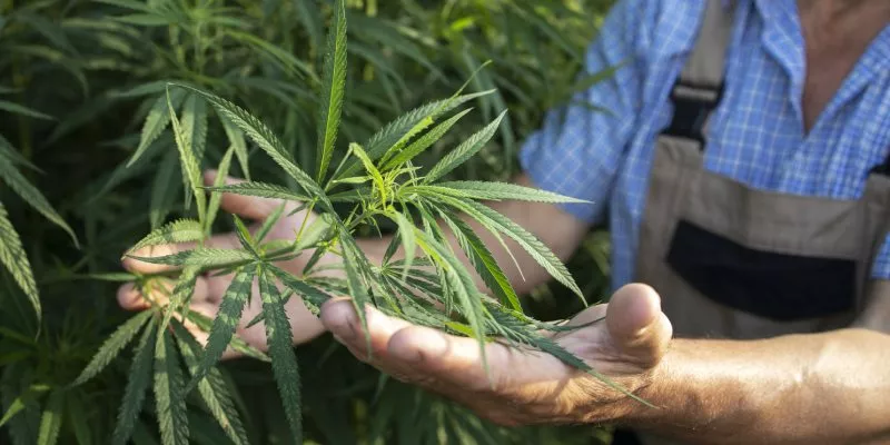 cultivo-plantas-cannabis(freepik)