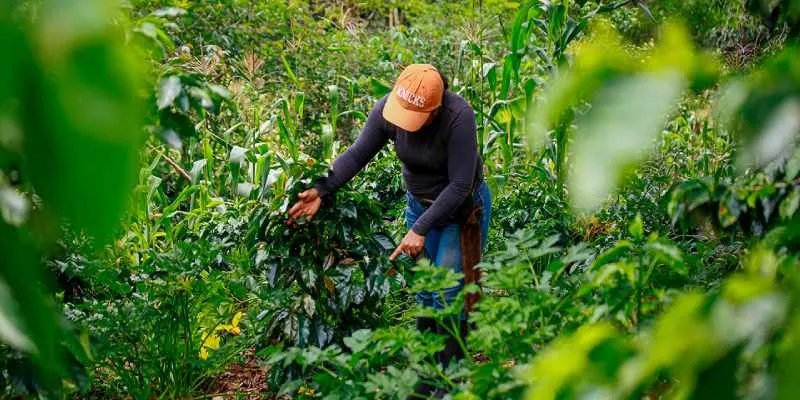 Gobierno firma decreto clave para la industrialización del campo (Presidencia)