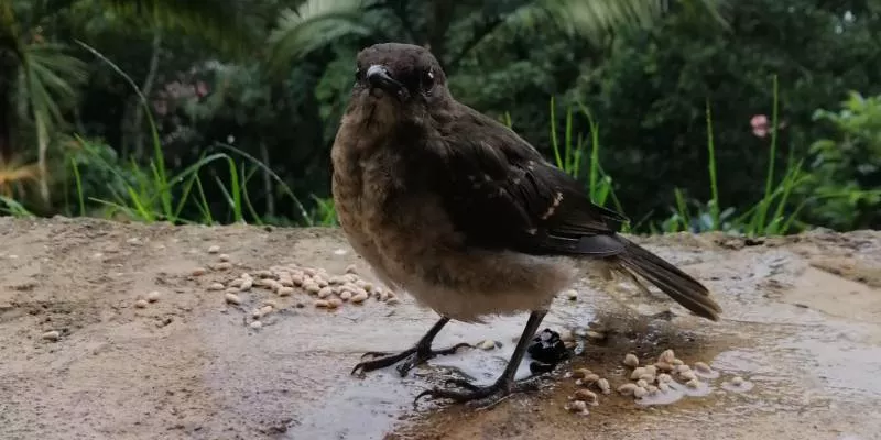 Declaran a Colombia territorio estratégico para la conservación y el avistamiento de aves (Mauricio Arandia)