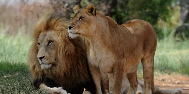 leones-selva-animalesbigstock-1509241717.jpg