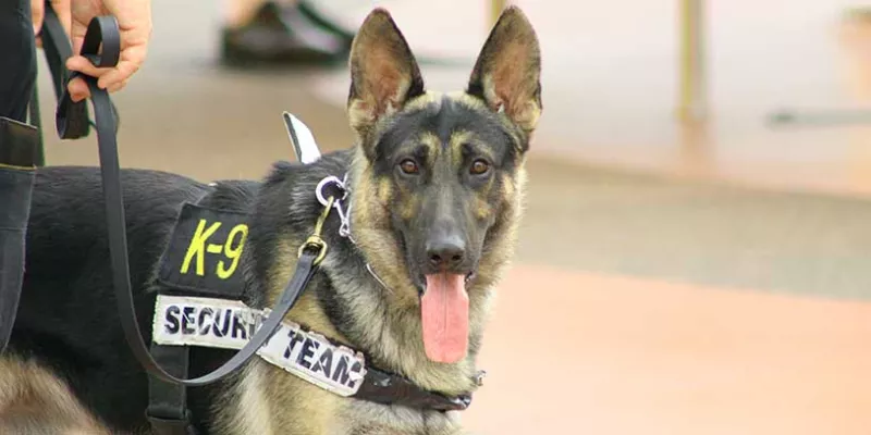 perro-antiexplosivo-policiabig.jpg